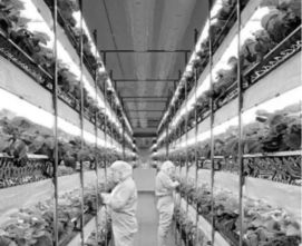 全球氣候變化下的海洋異常與水產(chǎn)養(yǎng)殖危機